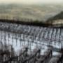Reben, Albert Mathier & Söhne, Tradition, Wein & Emotionen, Familie, Walliser Wein, Trauben, Wein, Kvevri, Orange wine, Salgesch, Winter, Schnee