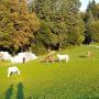 Reitstall-Nauer