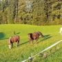 Reitstall-Nauer