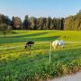 Reitstall-Nauer
