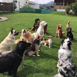 Ferienhunde Grabs