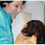 Hunde Baden