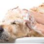 Hunde Baden