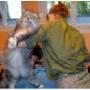 Katzen Fellpflege