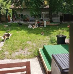 Dog's - Garden