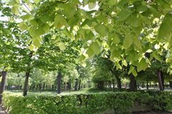 Betula – Die Gesundheitspraxis