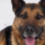 Hundetraining Grindelwald