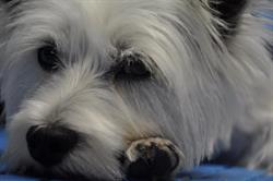 1A Hundesalon