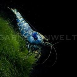 Andy s Aquaristik Shop