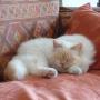 Chat Félisitting