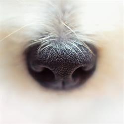 FidoCare Hundesalon