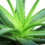 Plante Aloe Vera Bonaloe