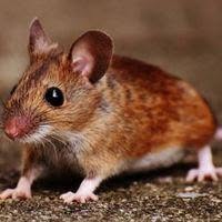 GROSS Pest Control GmbH