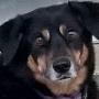 Le chien et les huiles essentielles