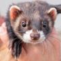 Le Furet et les huiles essentielles
