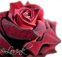 ROSOLO perfect Roses
