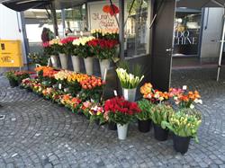 Blumen Hajdari