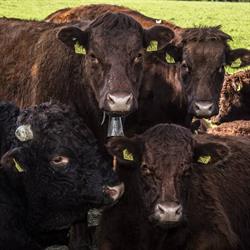 Weidefarm Ballwil