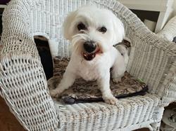 Darling Dogs Hundesalon