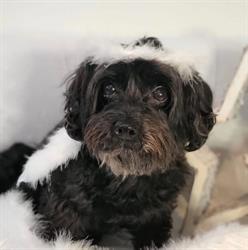 Hundesalon Chic
