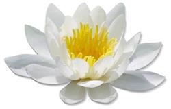 Shanti-Yoga, Feng Shui & Therapien