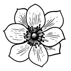 Chalet Anemone