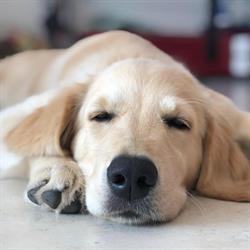 DogSana