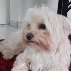 Hundesalon Mon Cheri