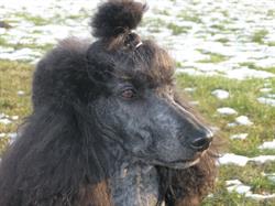 Hundesalon Gealsysdream by Jasmin Breiter