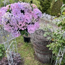 Gartenallerlei