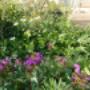 Natur&Garten Philippe Wyss 4