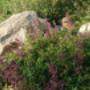 Natur&Garten Philippe Wyss 5