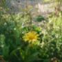 Natur&Garten Philippe Wyss 6