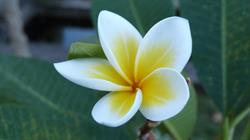 Leelawadee - Traditionnel Thai Massage