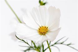 Blumen Gschwend AG