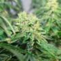 Marry Jane Niederdorf | CBD Shop
