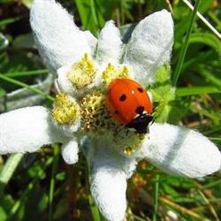 Edelweiss Urnäsch ehm. Del Negro