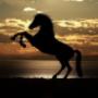 Tiere-1