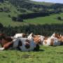 Fleisch ab Bauernhof Grosshöchstetten