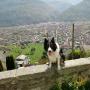 CANI E NATURA Addestramento cani in Ticino