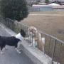 CANI E NATURA Addestramento cani in Ticino