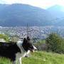 CANI E NATURA Addestramento cani in Ticino