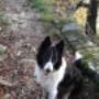 CANI E NATURA Addestramento cani in Ticino