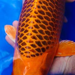 koi-futter.ch