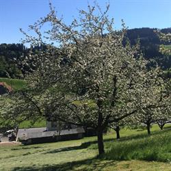 Geiger's Hoflädeli