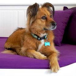 The Dog Lounge