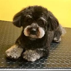 Hundesalon Yumi