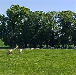 Ferme Bolay-Charolais