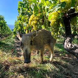 Domaine des Vignolles