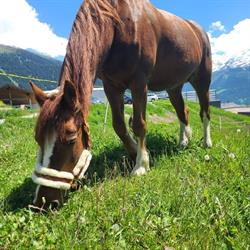 Les Écuries de Verbier
